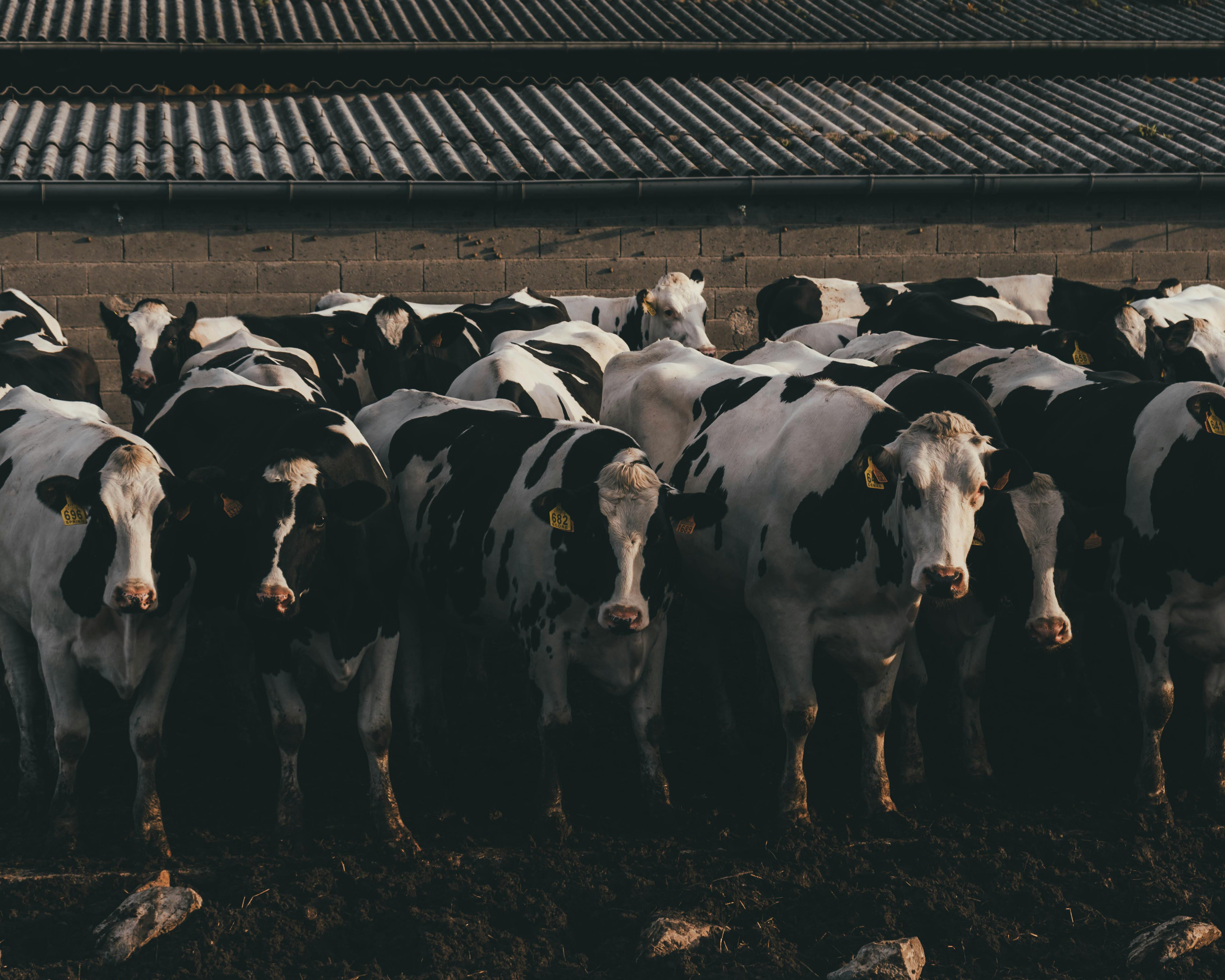 Animal & Veterinary Products